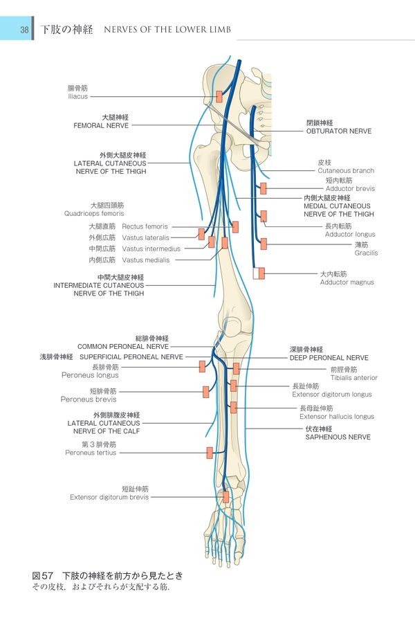 2227末梢神経と筋の見方 原著第5版