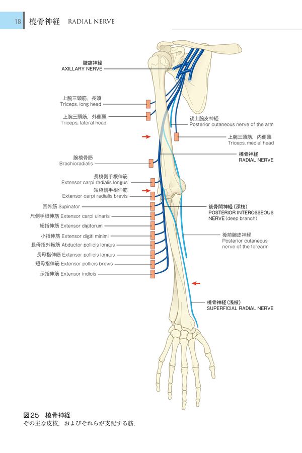 2643末梢神経と筋のみかた 原著第6版日本語版